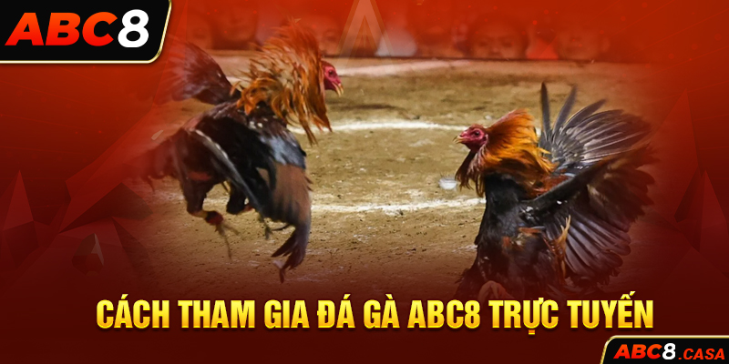 Cách tham gia đá gà ABC8 trực tuyến